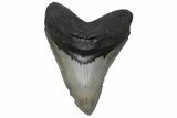Huge, Fossil Megalodon Tooth - Sharp Serrations #235527-1